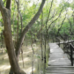 A Hidden Mangrove Escape in Selangor: Taman Rekreasi Paya Bakau Kg Sijangkang [Tourism Selangor x Batteriku] 6